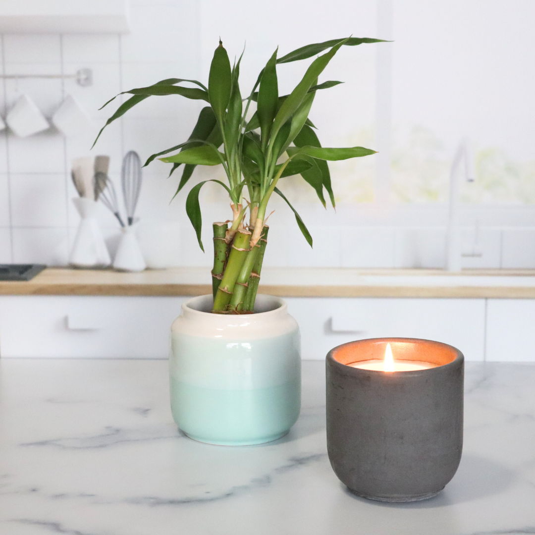 Body Trust Concrete Candle | Clean Air, Bamboo, & Crisp Musk | 8.5oz